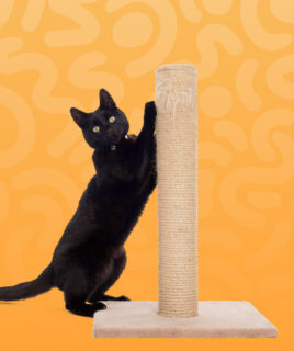 cattitude cat scratcher - Professional Guide and Review