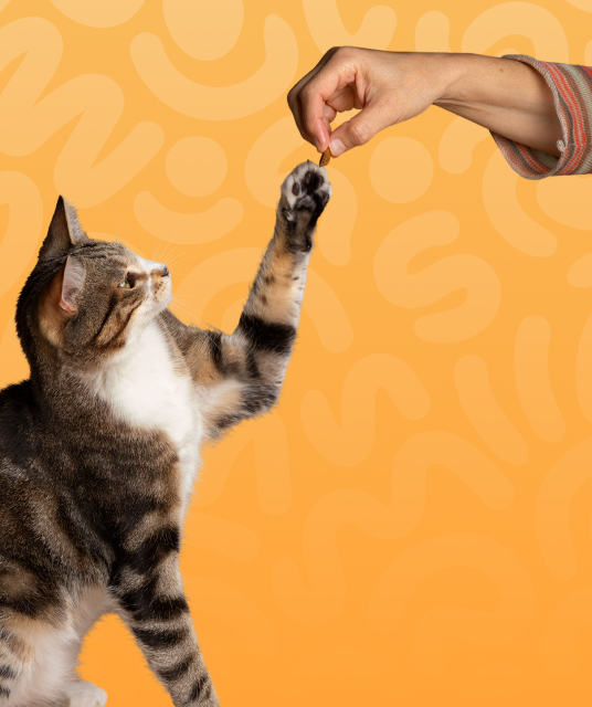 cat collars and name tags - Professional Guide and Review