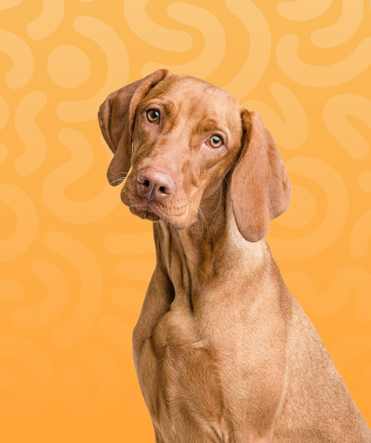 vet demonstrating correct dogs car seat belt fitting on kelpie 2025