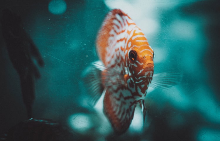 dog harness pink - Professional Guide and Review