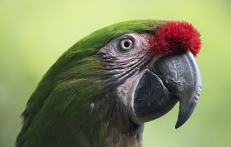 toy dog bag - Professional Guide and Review