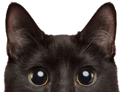 happy Australian family using dog backpack harness on weekend hike