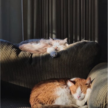 dog car steps - Professional Guide and Review