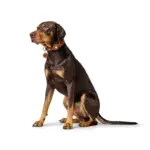 dog car seat cover single - Professional Guide and Review