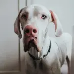 Hunter Aalborg Martingale Dog Collar, Black - Image 9