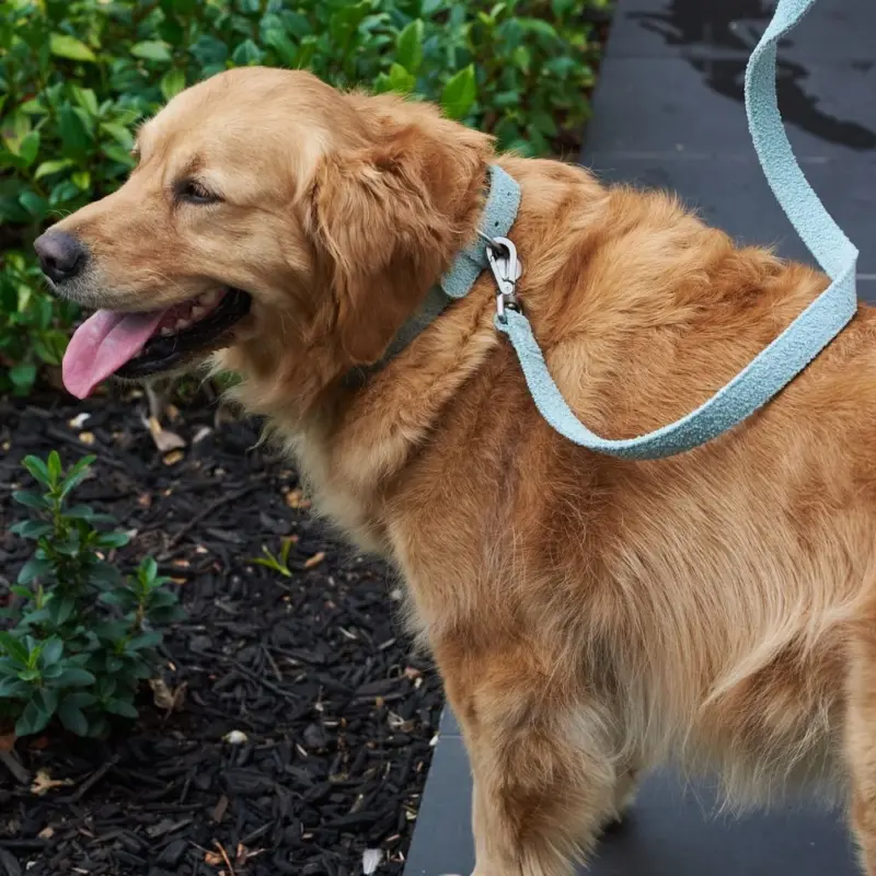 dog and puppies toy - Professional Guide and Review