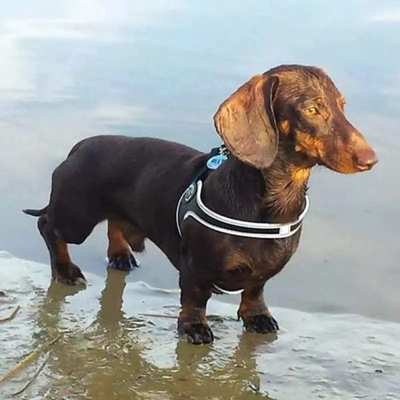 personalised cat collar - Professional Guide and Review