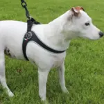 dog barrier fence - Professional Guide and Review