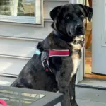 automatic cat litter box australia - Professional Guide and Review