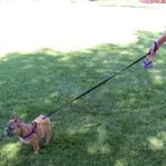 cat grooming products - Professional Guide and Review