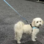 warm dog kennels - Professional Guide and Review