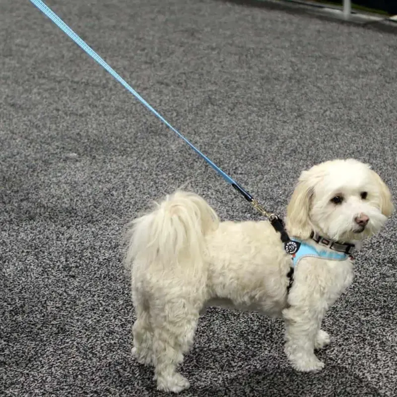 warm dog kennels - Professional Guide and Review