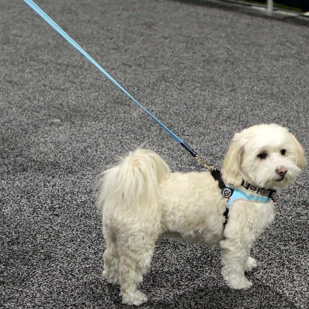 warm dog kennels - Professional Guide and Review