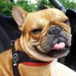 dog indoor fence - Professional Guide and Review