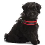 Tre Ponti Mesh Adjustable Girth Easy Fit Pet Harness, Red - Image 3