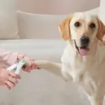 dog ointment for itchy skin - Professional Guide and Review