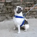 Cinquetorri Step-in Dog Harness, Blue - Image 7