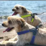 cat window door - Professional Guide and Review