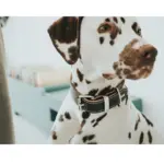 cat collar with name - Professional Guide and Review