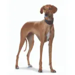 Hunter Super Soft Greyhound Leather Dog Collar - Image 8