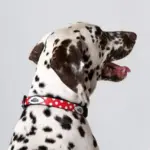 Personalised Dog Collar - Spots Red - Image 8
