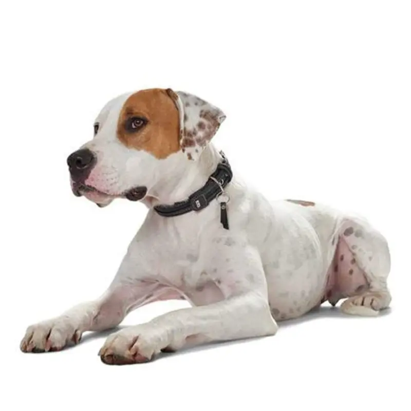 sift litter tray - Professional Guide and Review