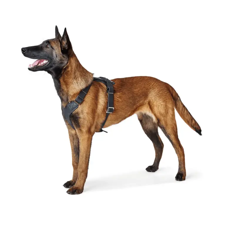 pet fountain stainless - Professional Guide and Review