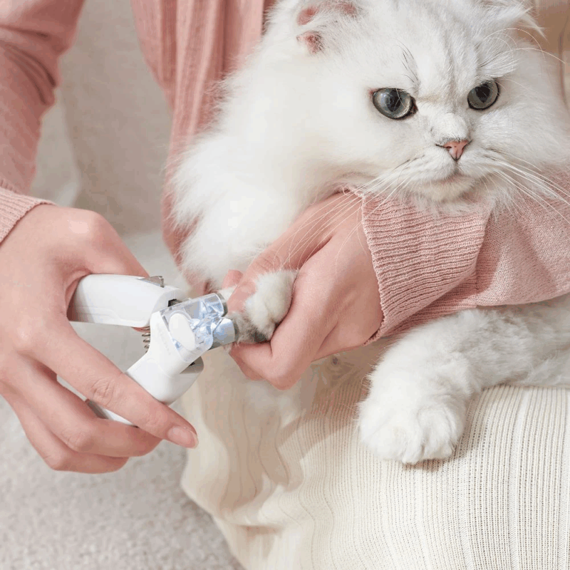 do da bird - Professional Guide and Review