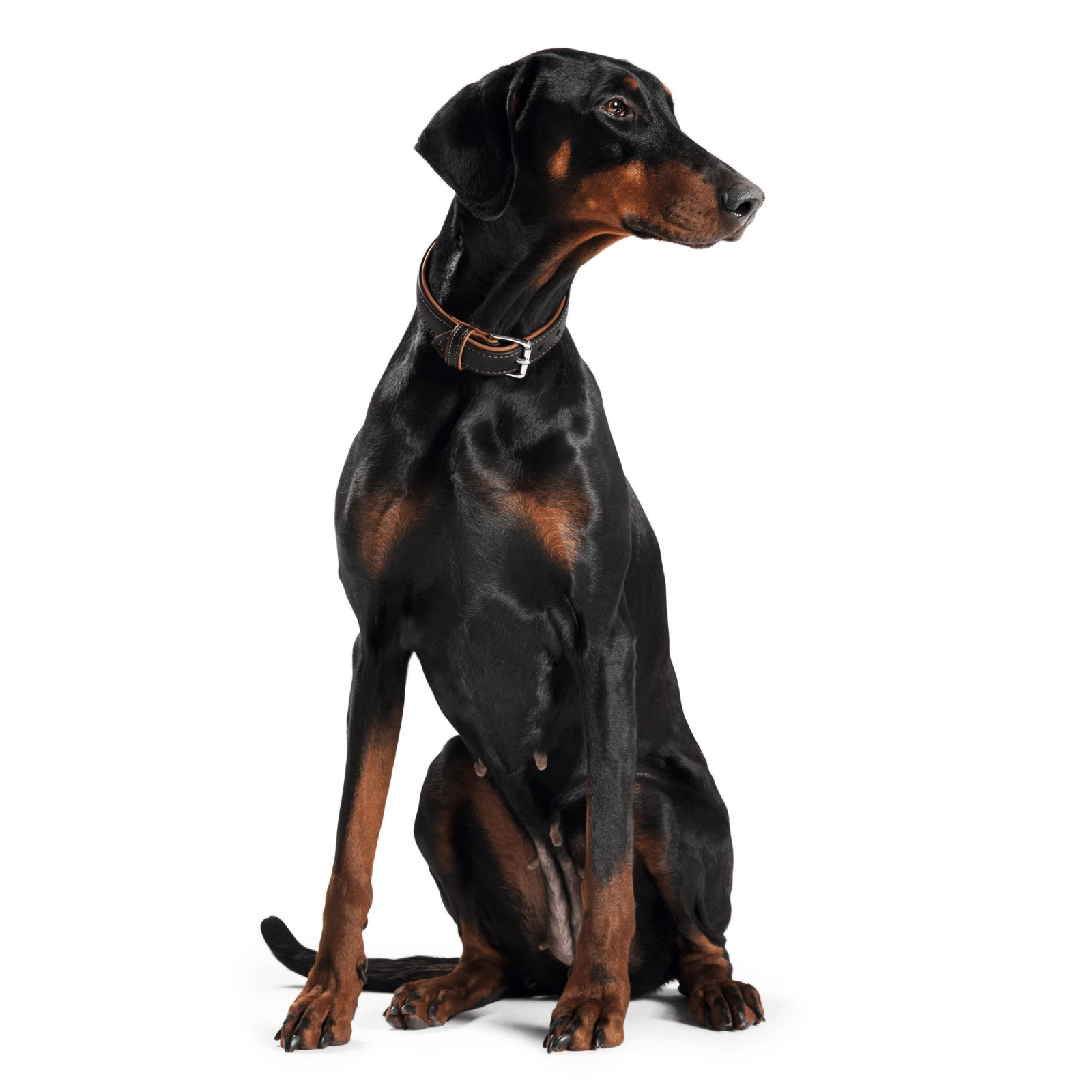 round bed for dogs showing natural curling position