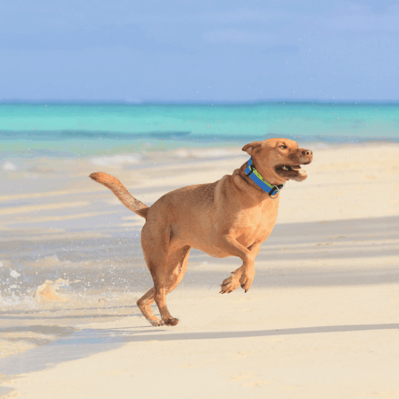 sale kong toys - Professional Guide and Review