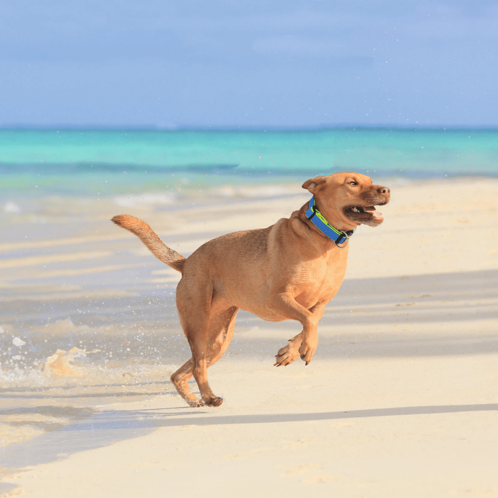 sale kong toys - Professional Guide and Review