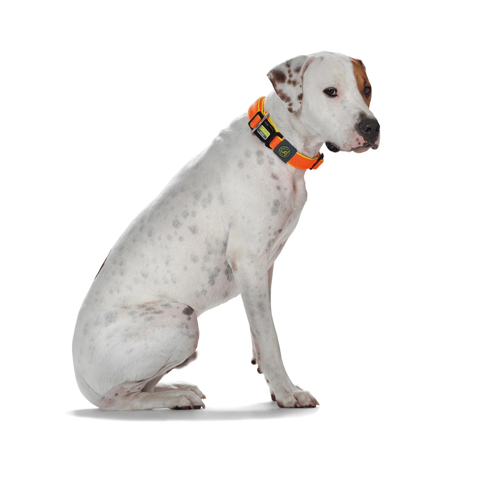 dog bag for walking on owner